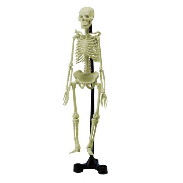 Σκελετός Ανθρώπινου Σώματος 46cm